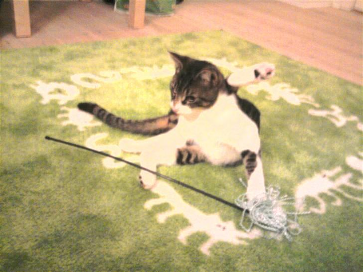 Huskat Snøvs - Der vaskes.. billede 3