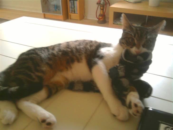 Huskat Snøvs - Der terroriseres billede 4