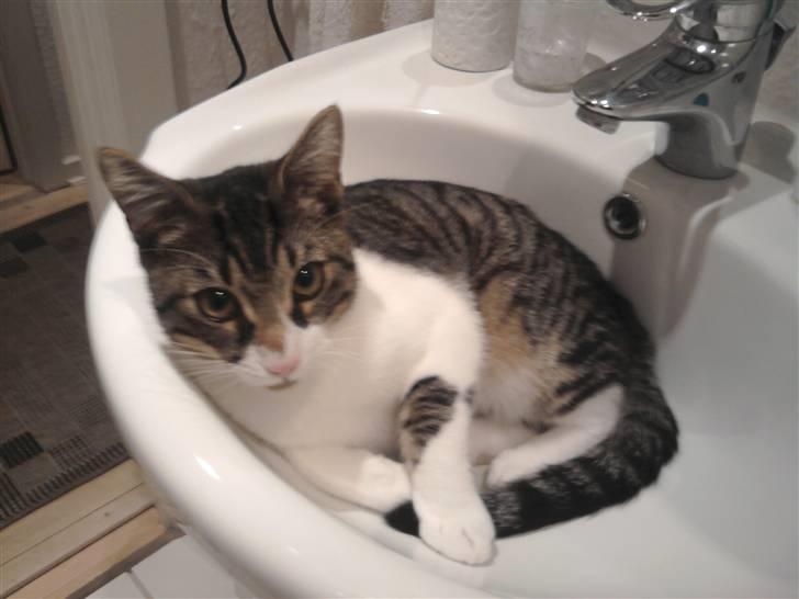 Huskat Snøvs - Der puttes på ureglementerede steder billede 5