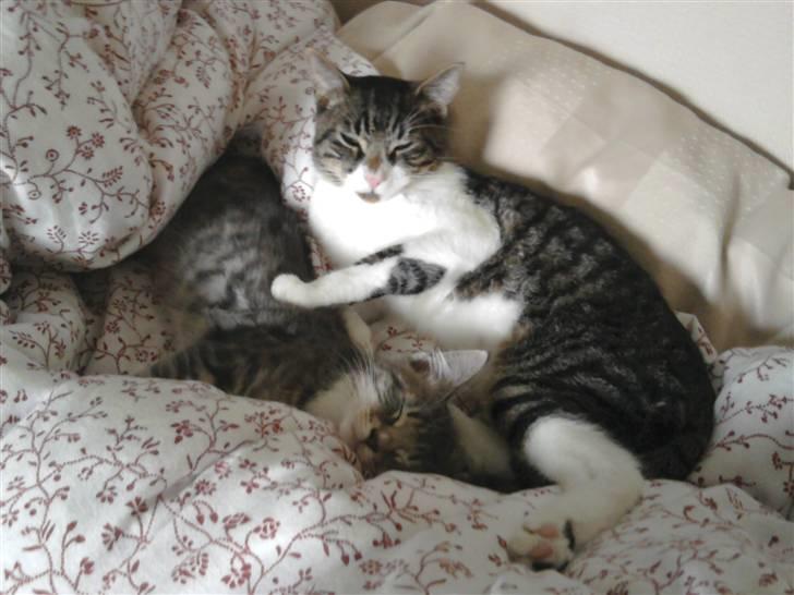 Huskat Snøvs - Og hyggeputtes med kammeraten billede 6