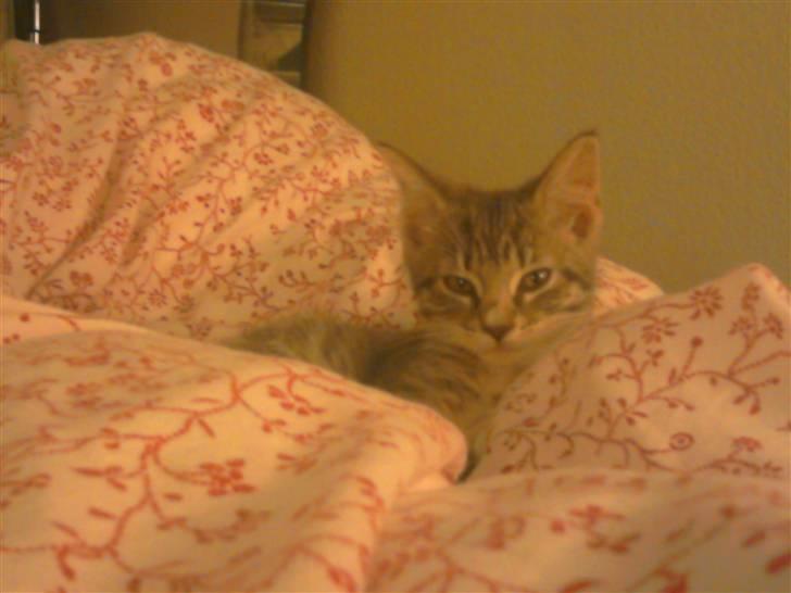 Blanding af racer Balou - killinge Balou :) billede 7