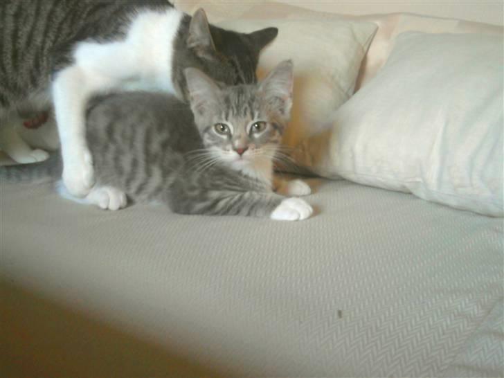 Blanding af racer Balou - I know what it looks like - men det er bare harmløs leg! :p billede 8