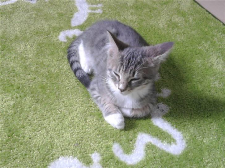 Blanding af racer Balou - Killinge Balou :) billede 9