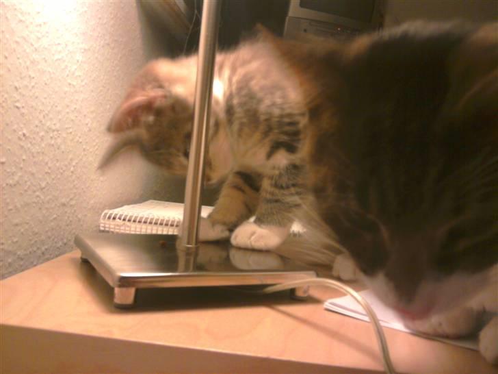 Blanding af racer Balou - Killinge Balou har fanget en mariehøne :) billede 10