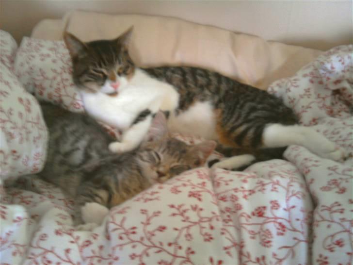 Blanding af racer Balou billede 12