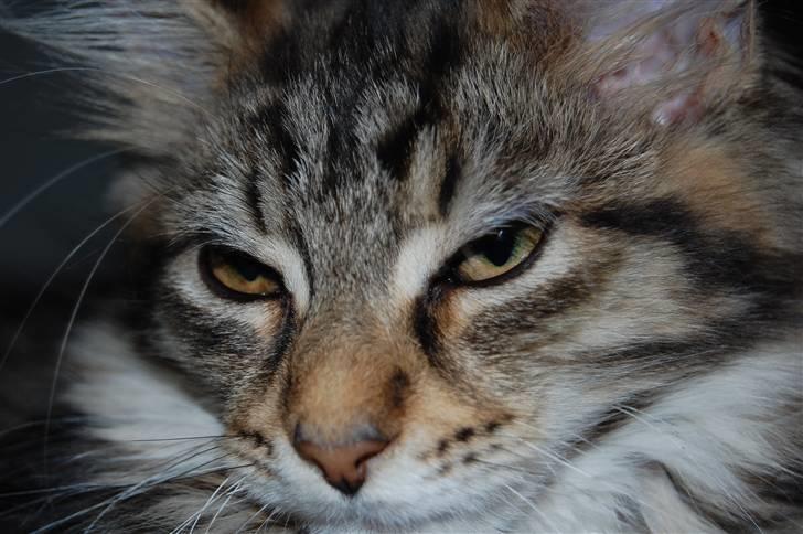 Maine Coon PellePelle - Så smuk... billede 11