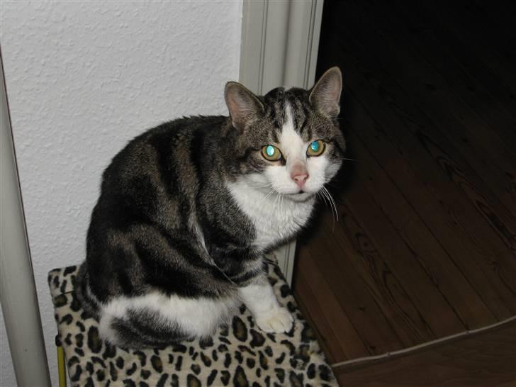 Huskat Felix billede 1