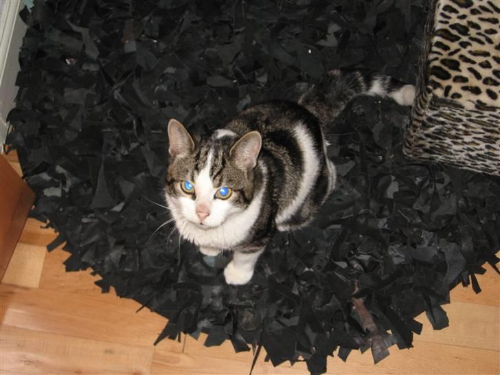 Huskat Felix billede 3
