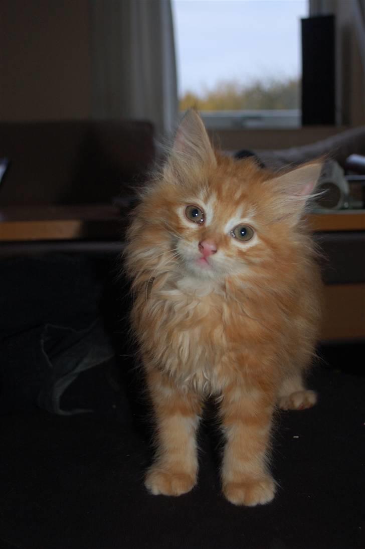 Blanding af racer Aslan billede 1