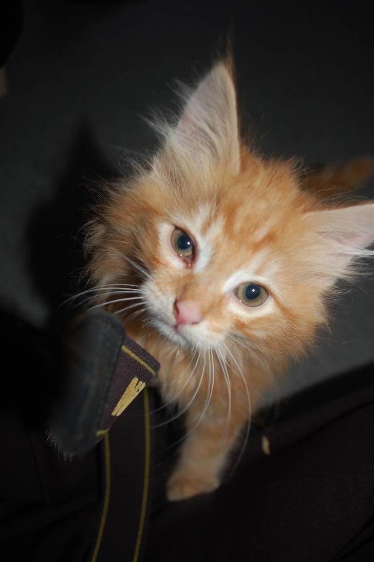 Blanding af racer Aslan billede 2