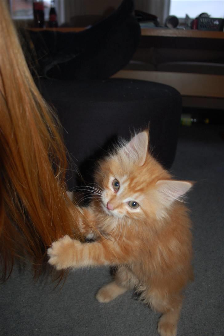 Blanding af racer Aslan billede 3