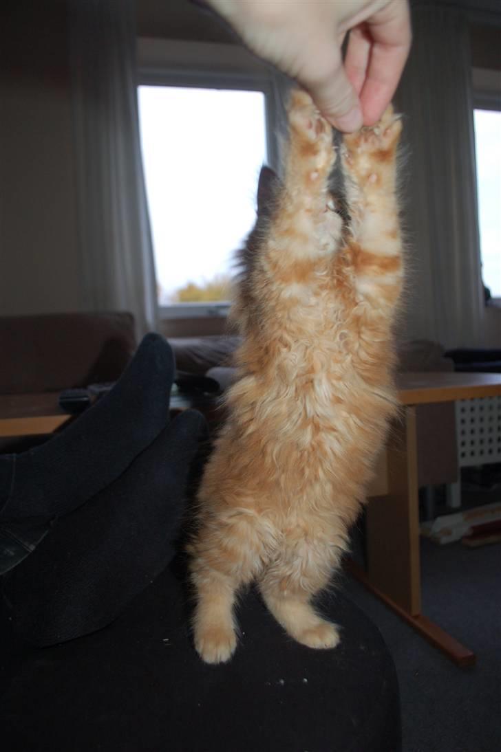 Blanding af racer Aslan billede 4