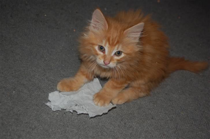 Blanding af racer Aslan billede 5