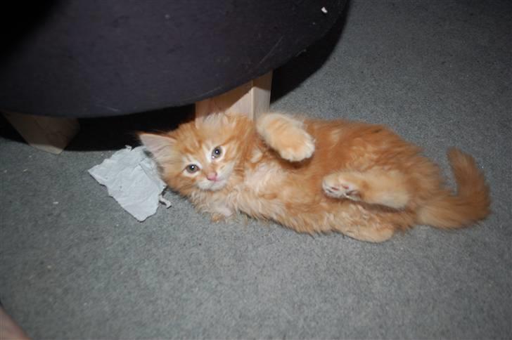 Blanding af racer Aslan billede 6