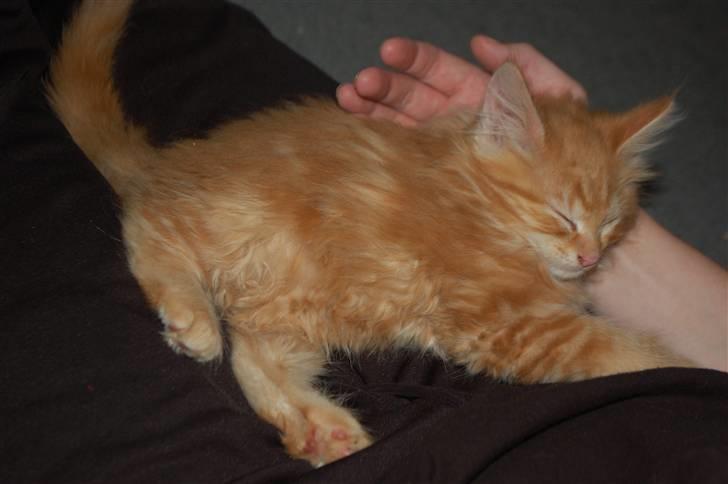 Blanding af racer Aslan billede 7