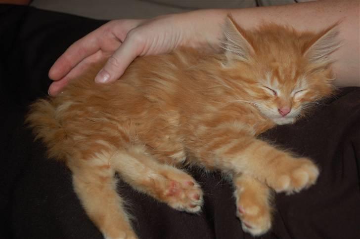 Blanding af racer Aslan billede 8