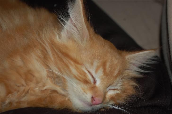 Blanding af racer Aslan billede 9