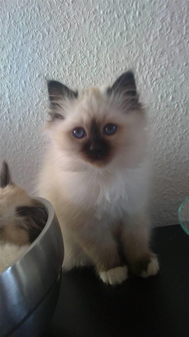 Hellig Birma Gaius Julius Caesar - 12 uger :) hjem til miig billede 2