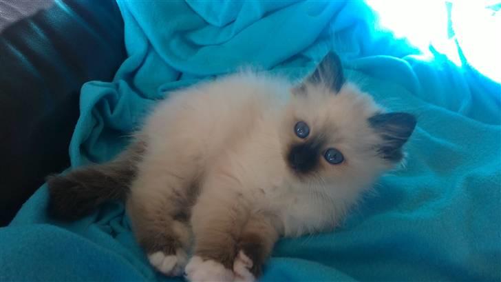 Hellig Birma Gaius Julius Caesar billede 3