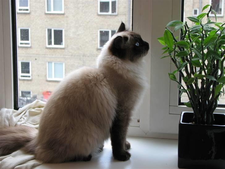 Hellig Birma Lima billede 1