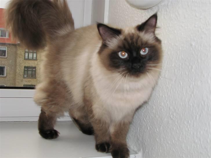 Hellig Birma Lima billede 2