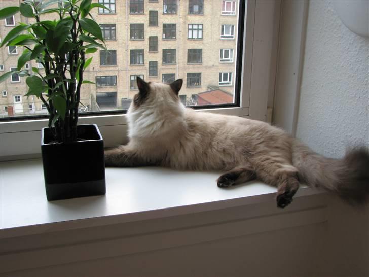 Hellig Birma Lima billede 3