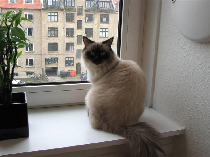 Hellig Birma Lima billede 4