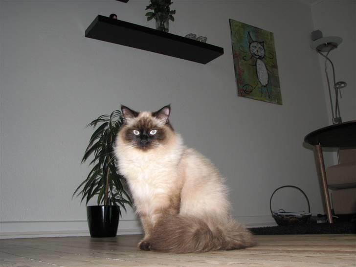 Hellig Birma Lima billede 5