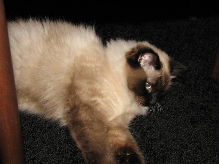 Hellig Birma Lima billede 6