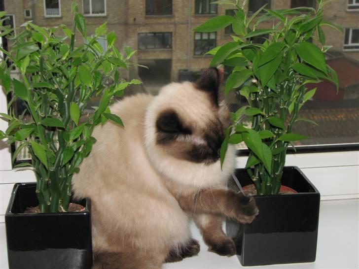 Hellig Birma Lima billede 7