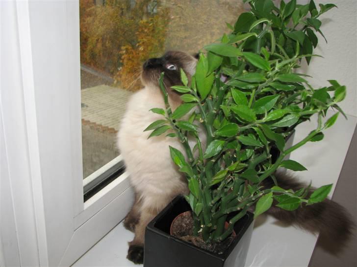 Hellig Birma Lima billede 8