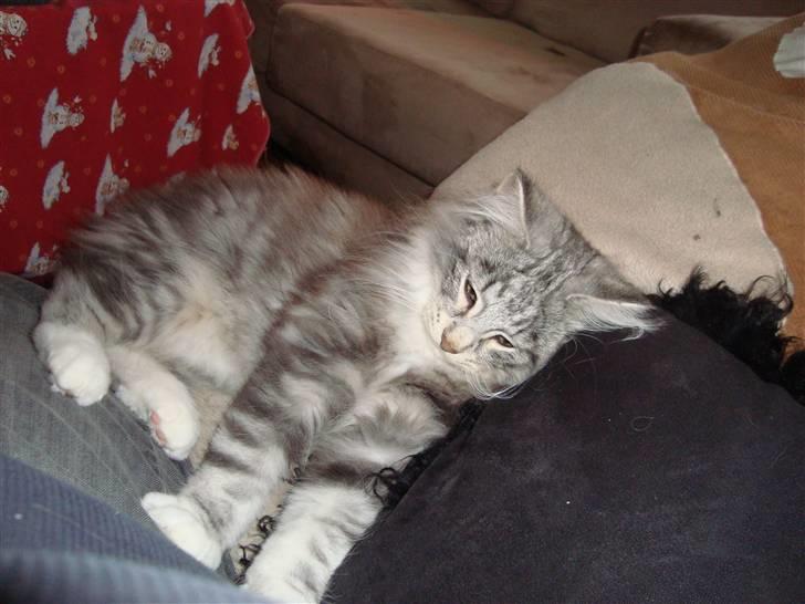 Norsk Skovkat †Darwin von der Bohlkate† billede 12