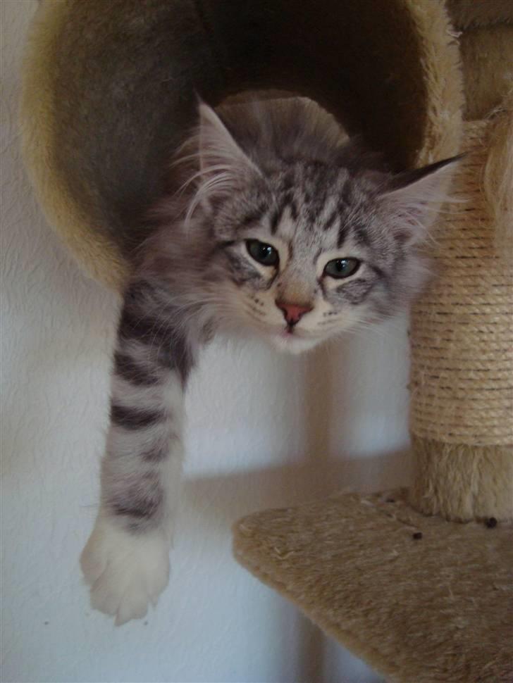 Norsk Skovkat †Darwin von der Bohlkate† billede 13