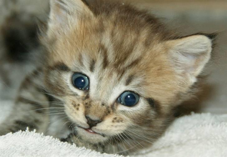 Maine Coon lykkekatte Olivia billede 1