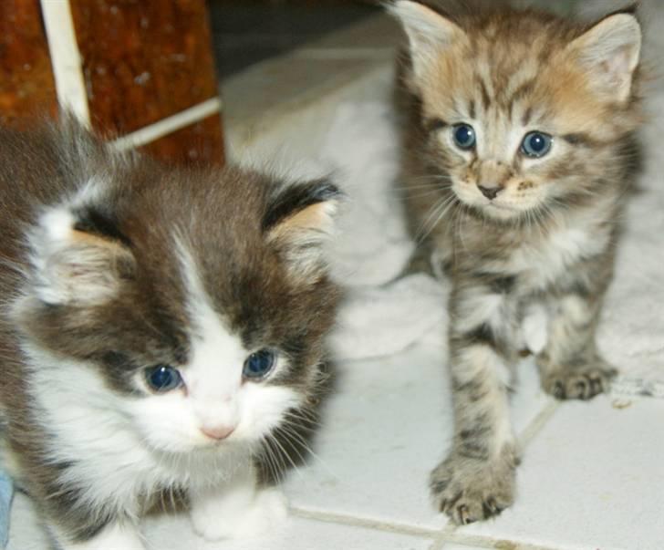 Maine Coon lykkekatte Olivia billede 2