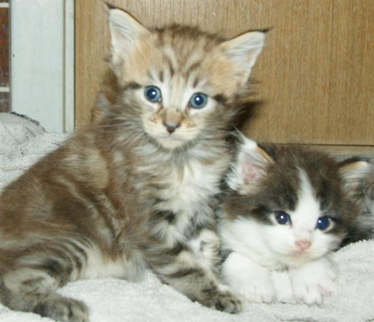 Maine Coon lykkekatte Olivia billede 3