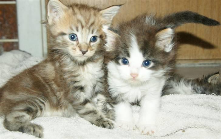 Maine Coon lykkekatte Olivia billede 4