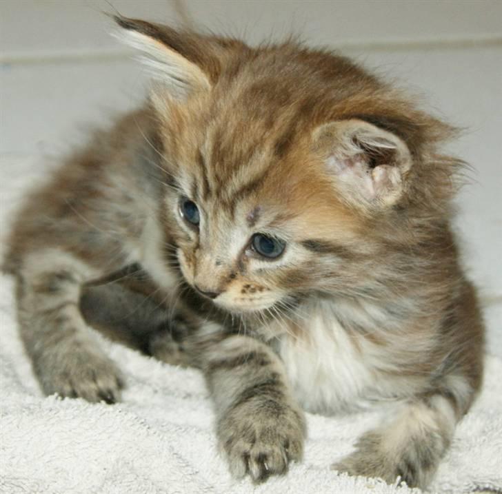 Maine Coon lykkekatte Olivia billede 5