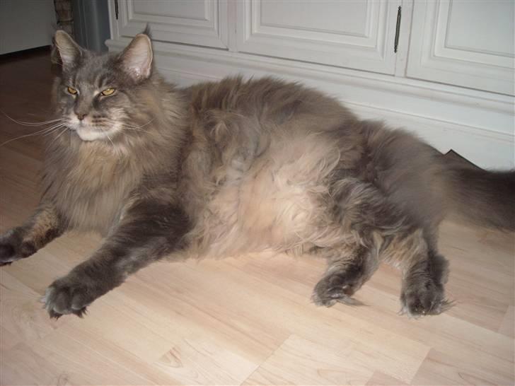 Maine Coon Gaffa billede 18