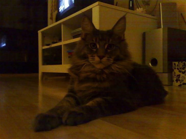 Maine Coon Gaffa billede 19