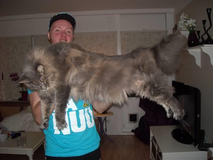 Maine Coon Gaffa billede 20