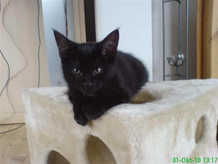 Huskat Gismo - Ligger og gør mig lækker på min "ost" . billede 1