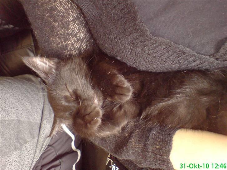 Huskat Gismo - Min første lur i mit nye hjem. billede 2