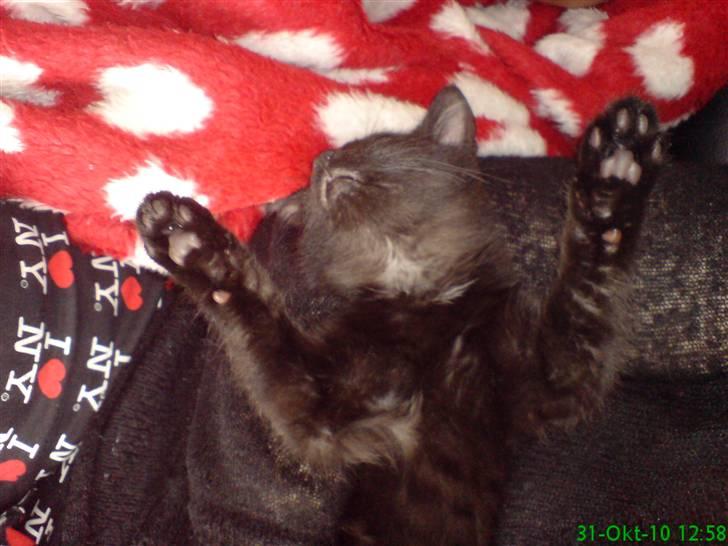 Huskat Gismo - Okay jeg overgiver mig.  billede 3