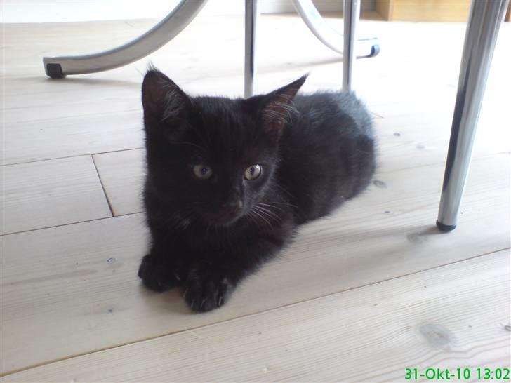 Huskat Gismo - Første billede af mig i mit nye hjem.  billede 4