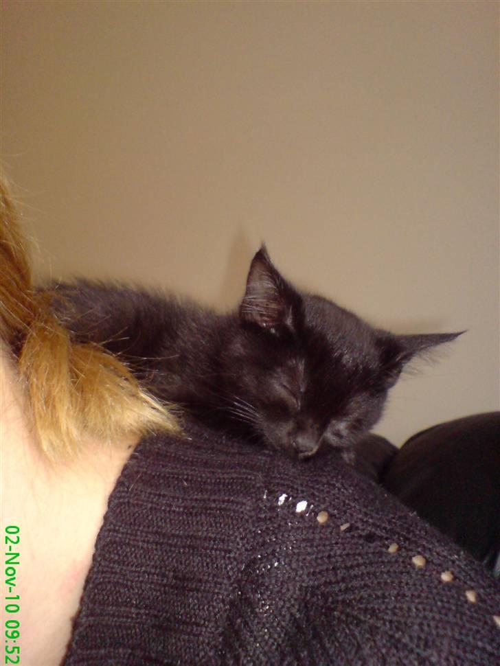 Huskat Gismo - et af mine yndlings sovesteder er på skulderen af min Mor.  billede 5