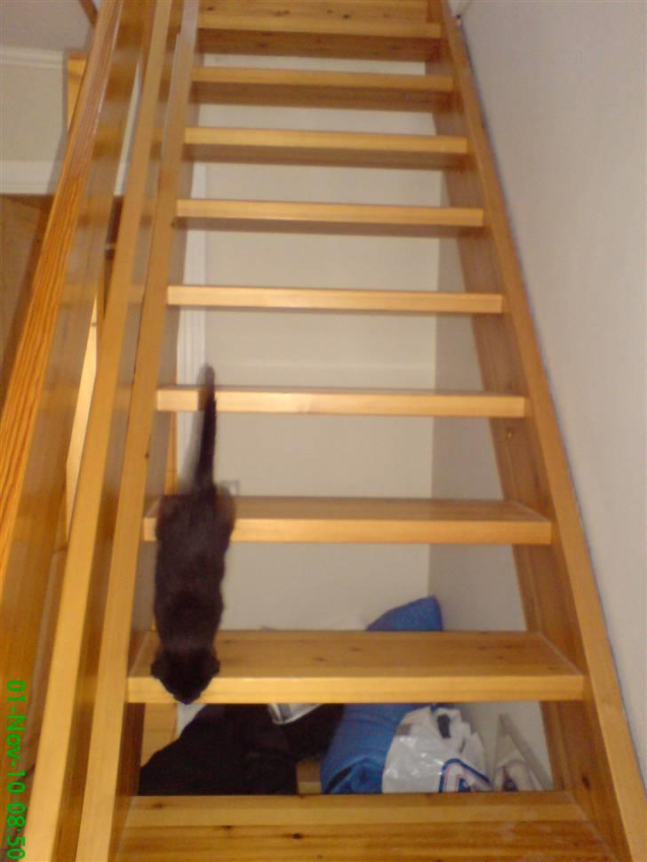 Huskat Gismo - Jeg gik på trapper allerede dagen efter jeg var flyttet ind.  billede 6