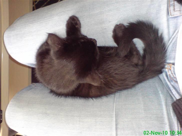 Huskat Gismo - Tager lige en power nap.  billede 7