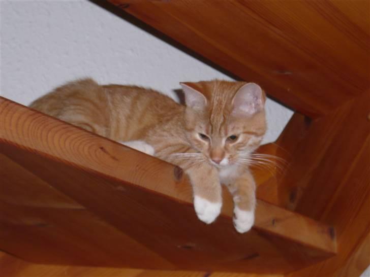 Huskat Abu - Abu er ved at falde ud over trappen... billede 7