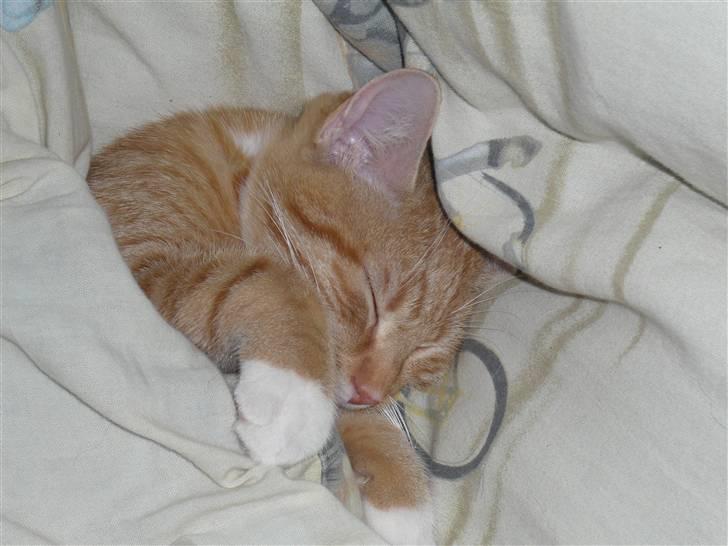 Huskat Abu - Uha, han sover da bare godt ;) billede 8